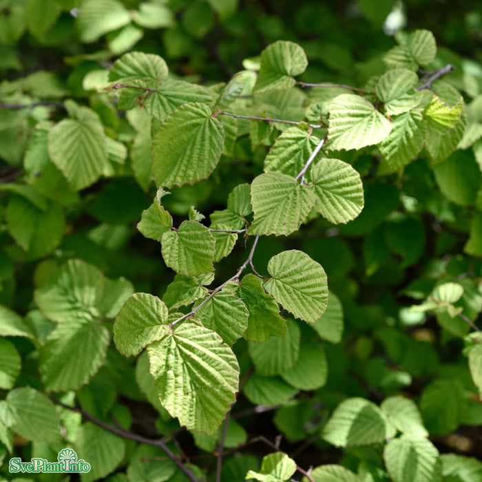 Corylopsis pauciflora Busk C4 40-50cm