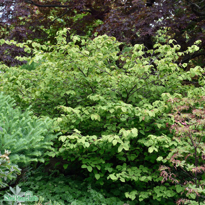 Corylopsis pauciflora Busk C4 40-50cm