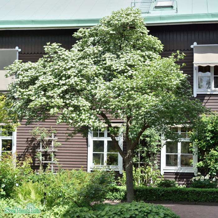 Crataegus x persimilis 'Splendens' Högstam C35 10-12cm