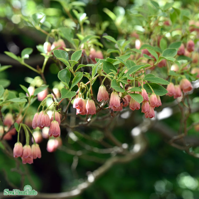 Enkianthus campanulatus C20 125-150cm
