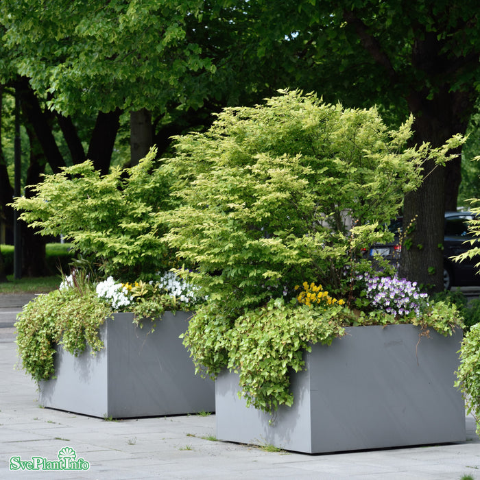 Euonymus alatus 'Compactus' Solitär C50 100-125cm