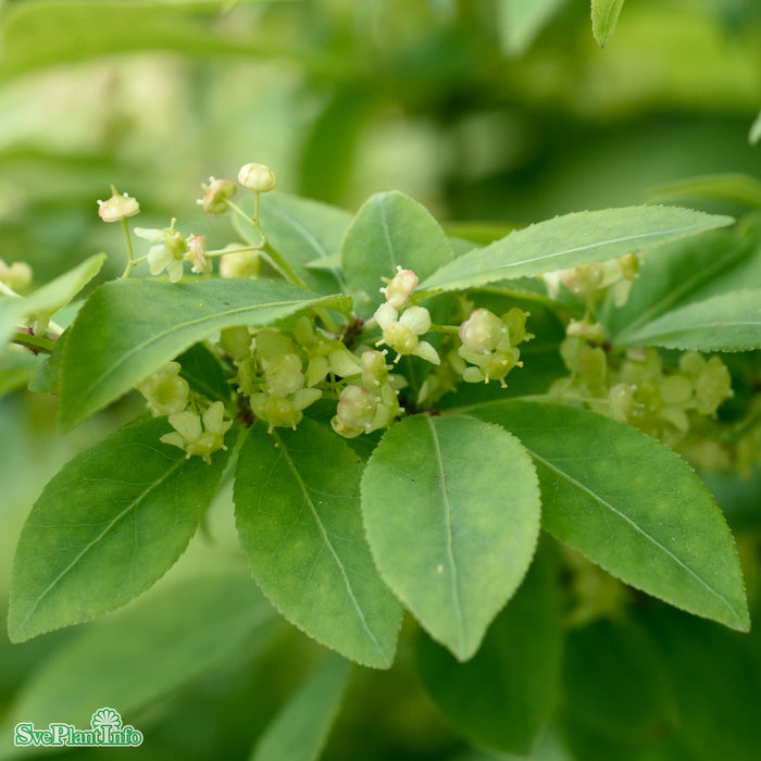 Euonymus alatus 'Compactus' Paraplyform Kl 125-150 150-175cm