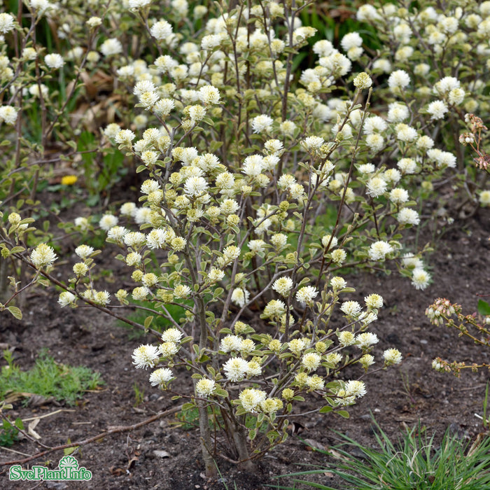 Fothergilla gardenii 'Blue Shadow' Busk C4,6