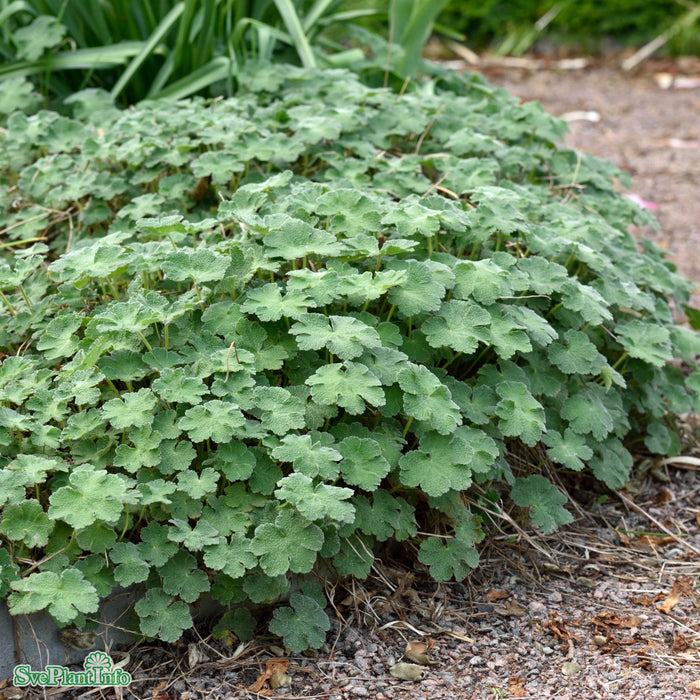 Geranium renardii 'Philippe Vapelle' A-kval
