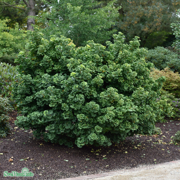 Ginkgo biloba 'Mariken' 150 cm stam C10