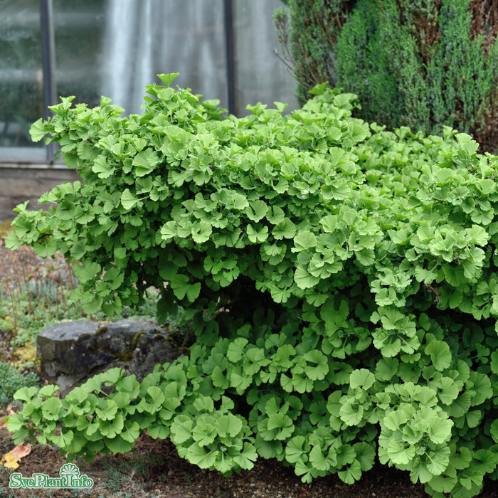Ginkgo biloba 'Troll' Stam 80cm C16,5