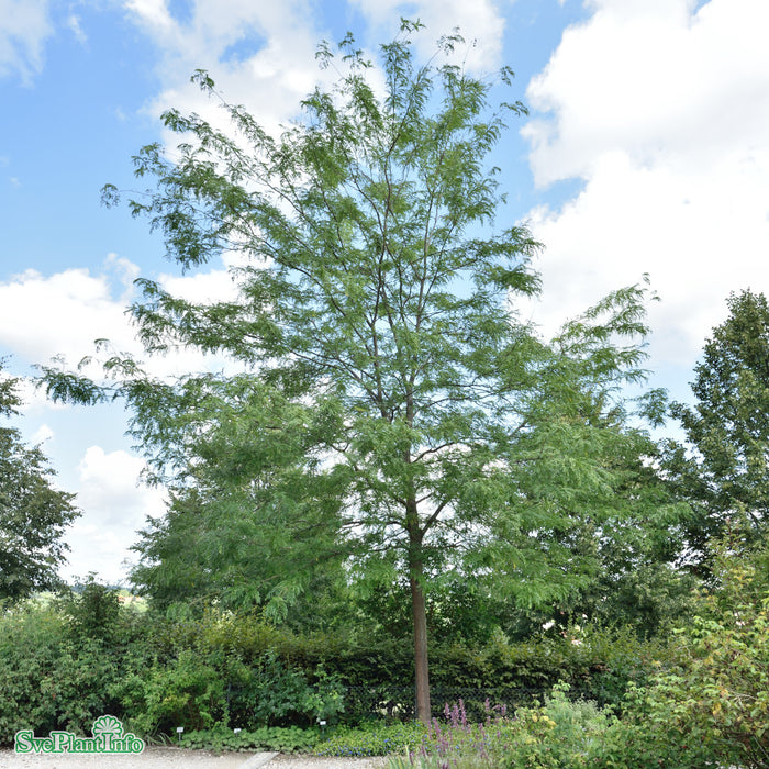 Gleditsia triacanthos 'Skyline' Högstam Kl So 14-16