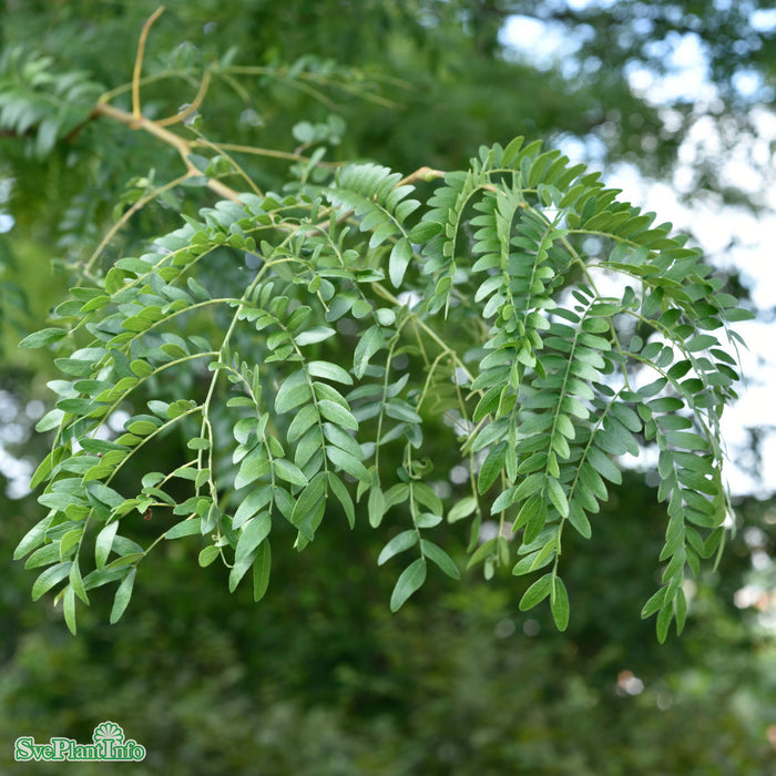 Gleditsia triacanthos 'Skyline' Högstam Kl So 12-14