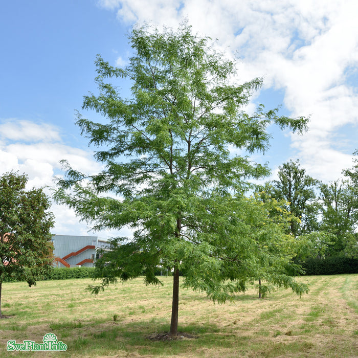 Gleditsia triacanthos 'Skyline' Högstam Kl So 12-14