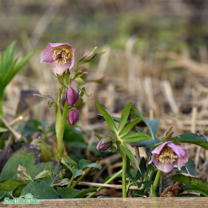 Helleborus orientalis 'Pink Lady' A-kval