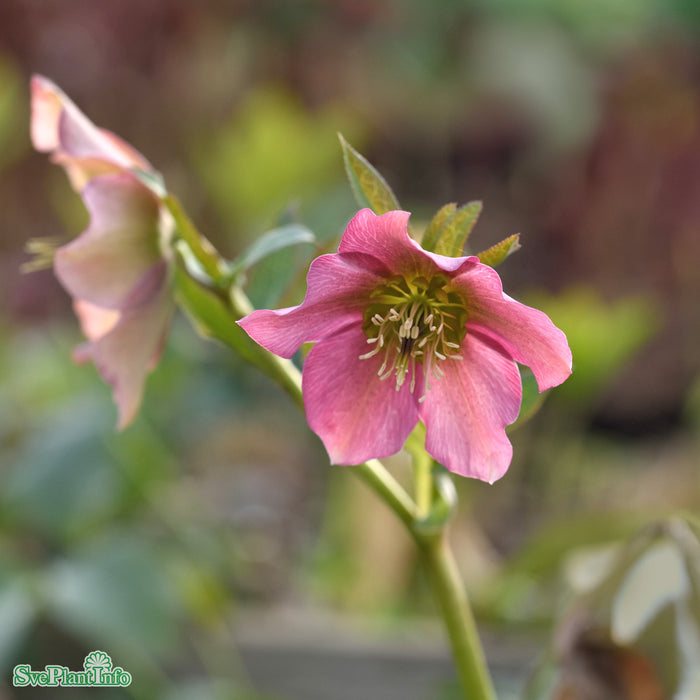 Helleborus orientalis 'Pink Lady' A-kval