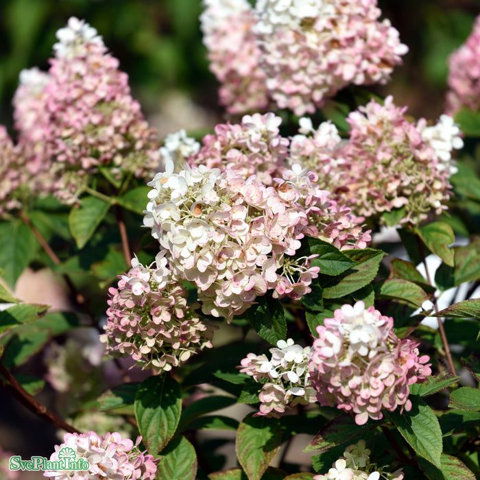 Hydrangea paniculata 'Sundae Fraise' Busk C7 60cm