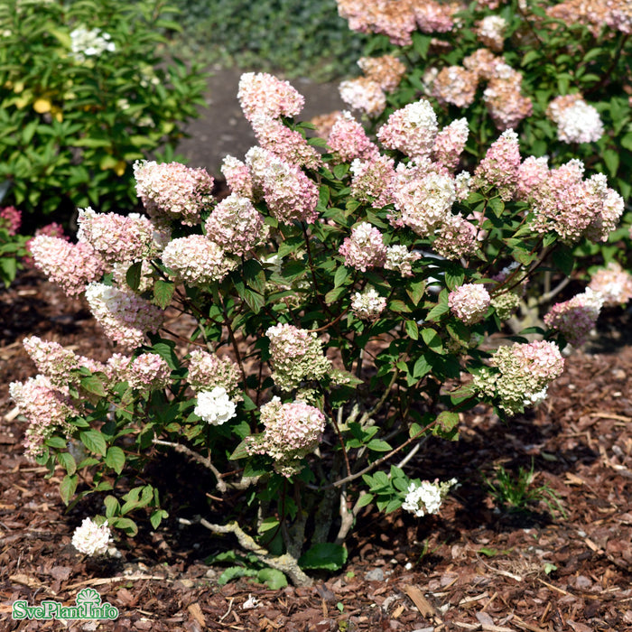 Hydrangea paniculata 'Sundae Fraise' Busk C7 60cm