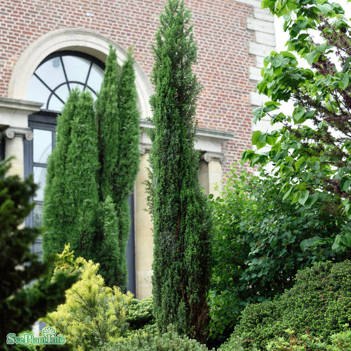 Juniperus communis 'Arnold' C3,7 40-50cm