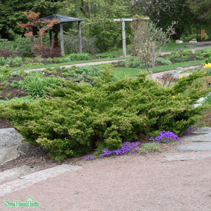 Juniperus x pfitzeriana 'Mint Julep' C3 40-50cm