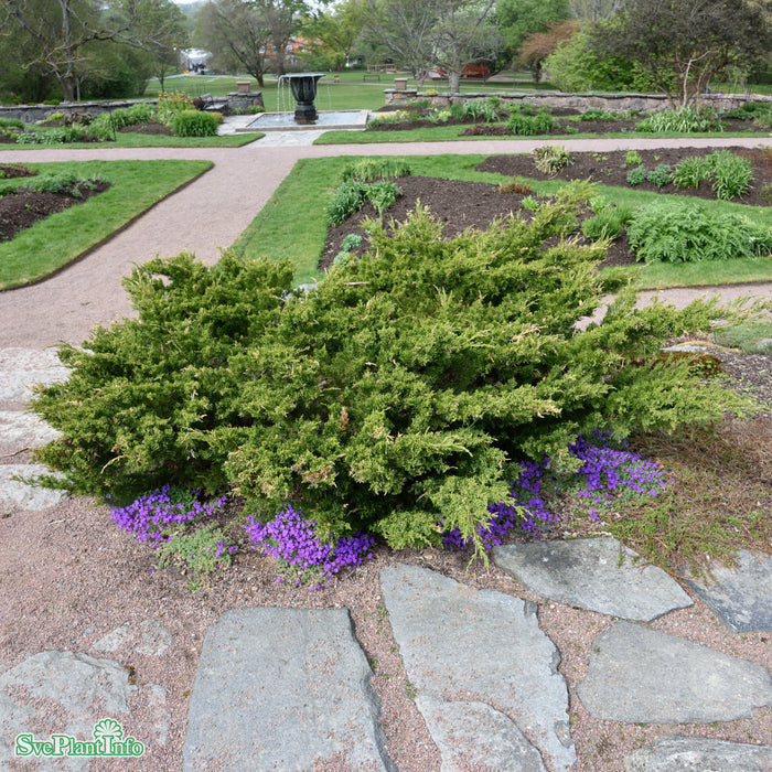 Juniperus media 'Mint Julep' C 4,6 30-40cm