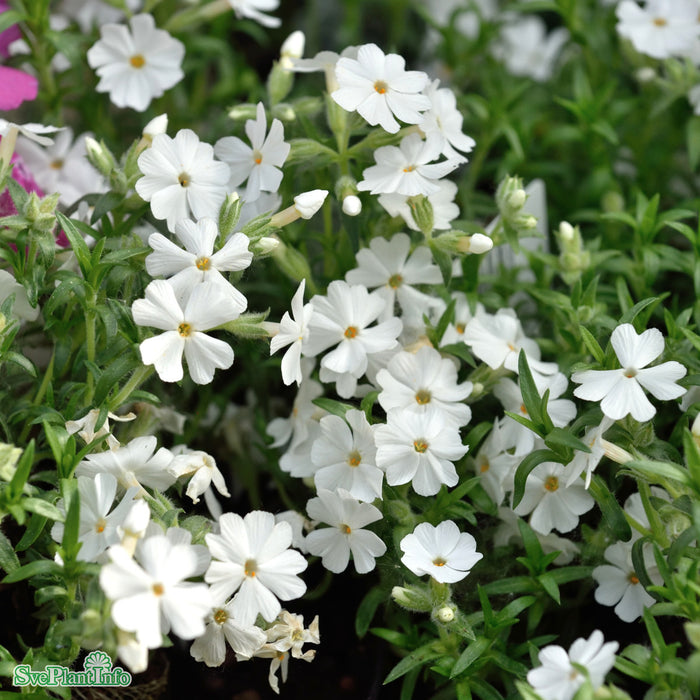 Phlox subulata 'Maischnee' A-kval