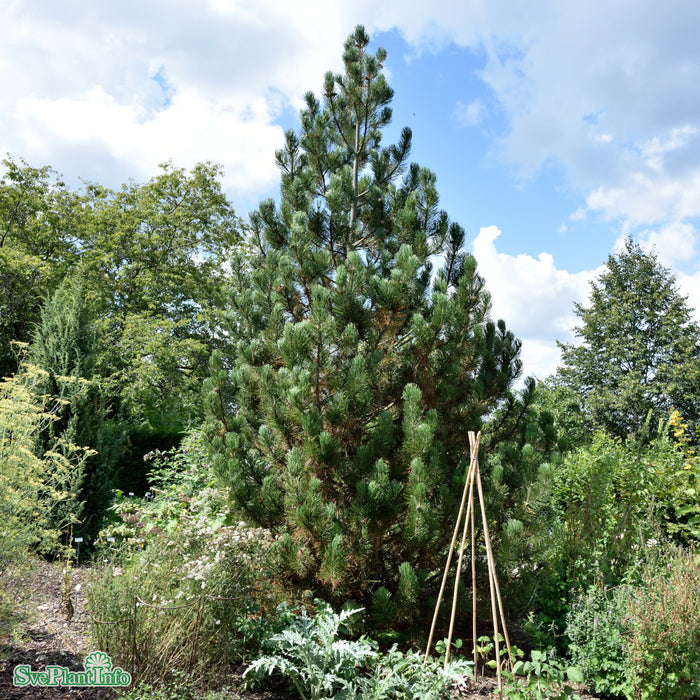Pinus heldreichii Solitär Kl 125-150cm