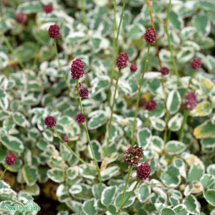 Sempervivum 'Silberkarneol' A-kval