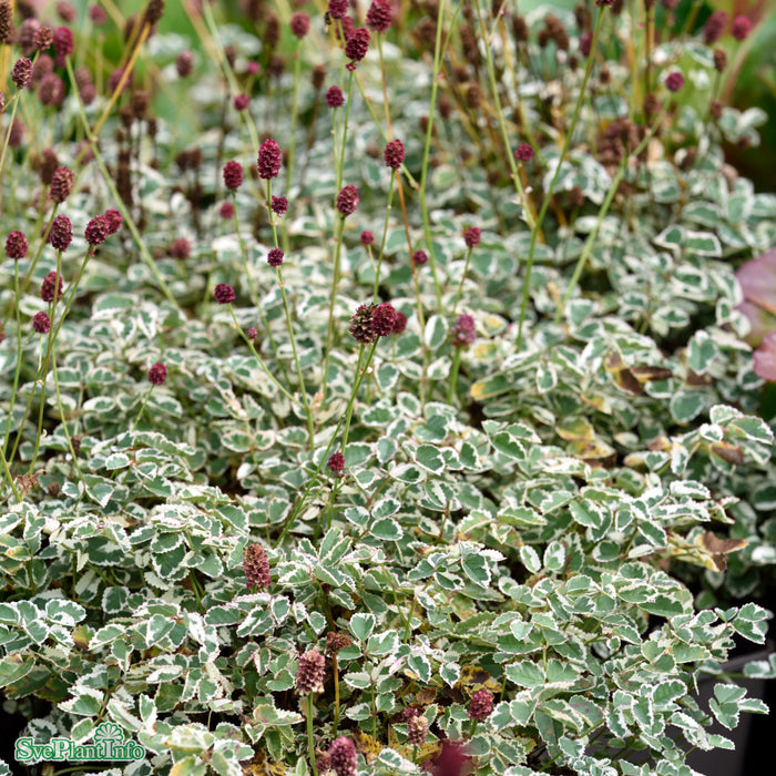 Sempervivum 'Silberkarneol' A-kval