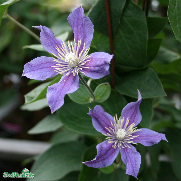 Clematis (Int.) 'Arabella' A-kval C2