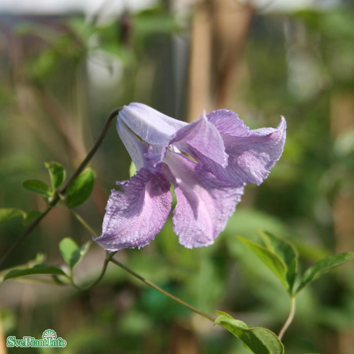 Clematis viticella Betty Corning C 2