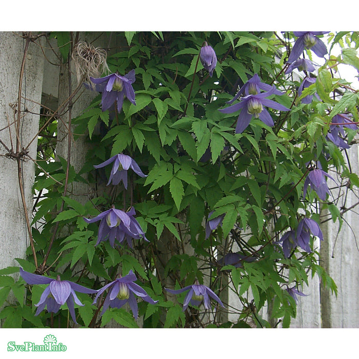 Clematis alpina A-kval C2