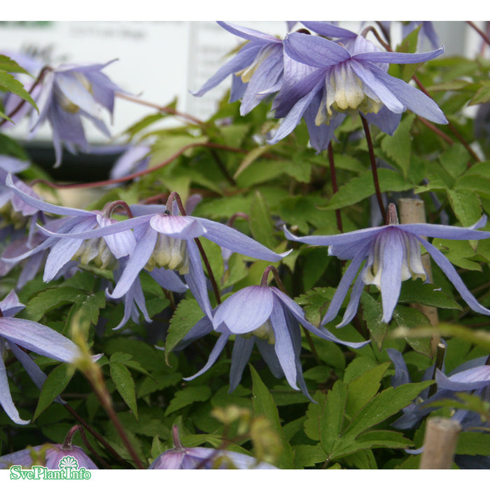 Clematis alpina A-kval C2