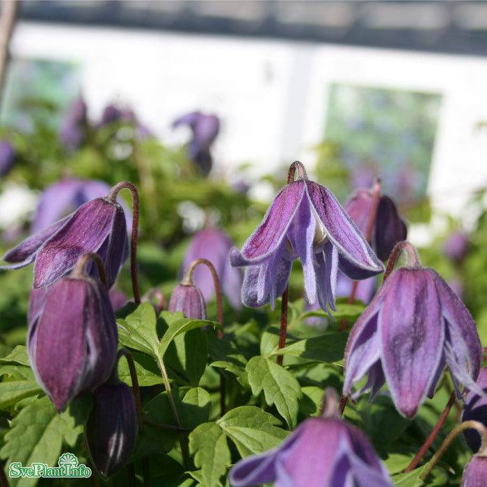 Clematis macropetala A-kval C2