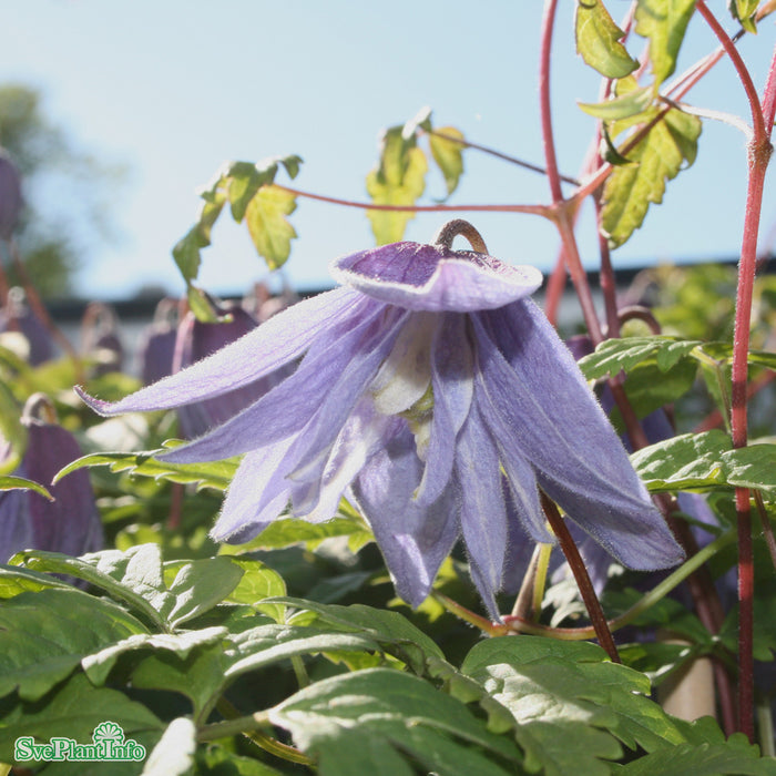 Clematis macropetala A-kval C2