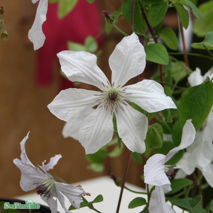 Clematis 'Forever Friends' C2 80-100cm