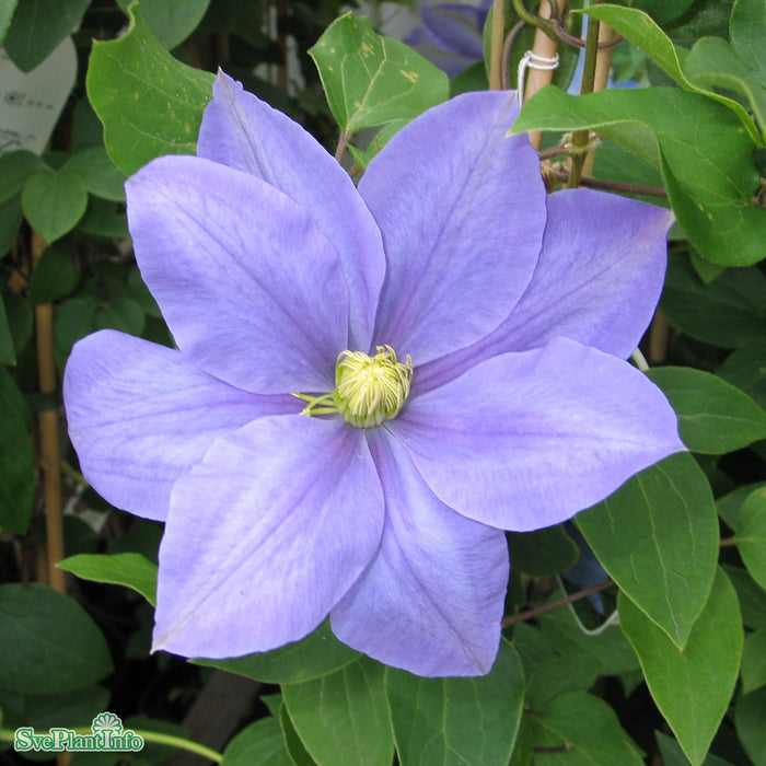 Clematis 'Fuji-musume' A-kval C2