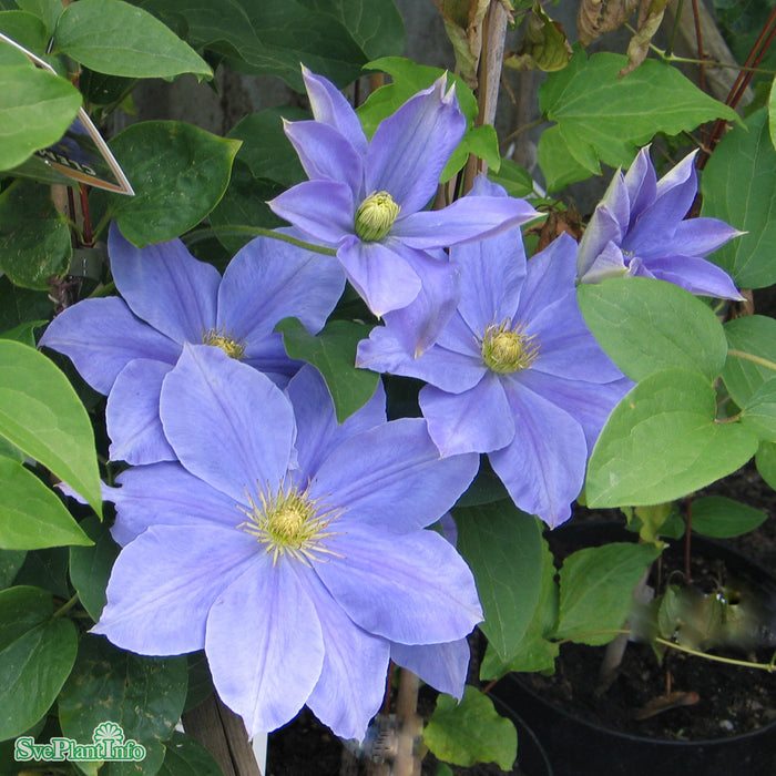 Clematis 'Fuji-musume' A-kval C2