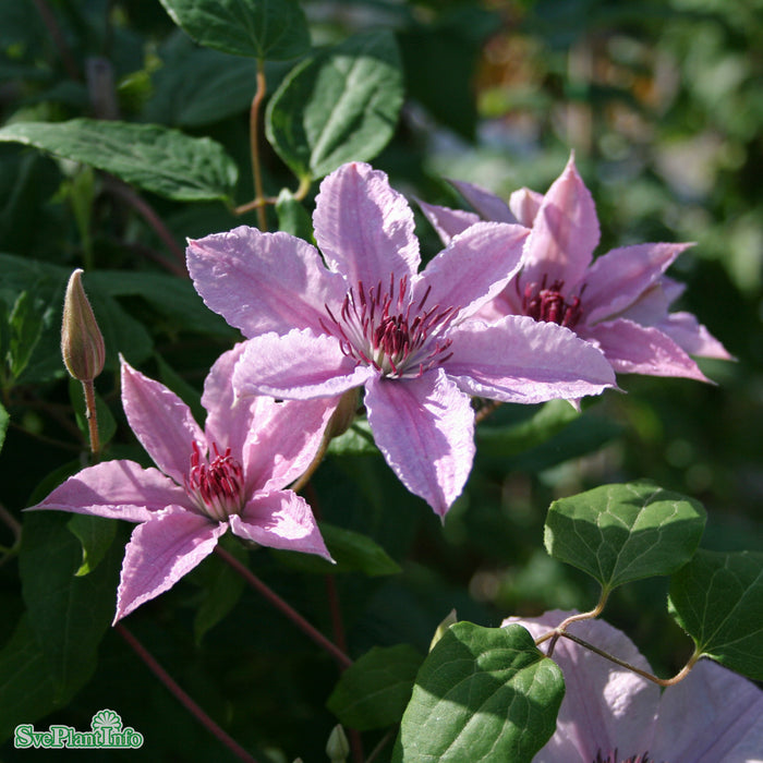 Clematis (SS) 'Hagley Hybrid' A-kval C2
