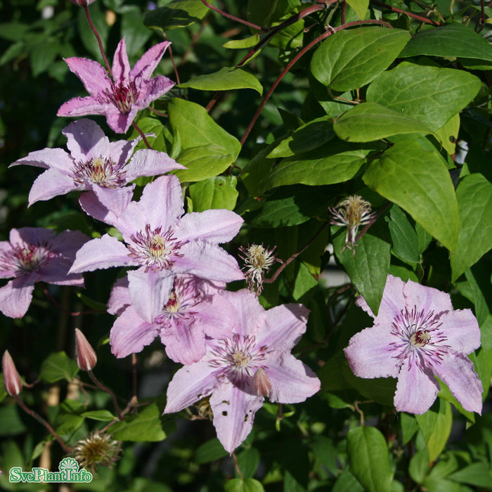 Clematis (SS) 'Hagley Hybrid' A-kval C2
