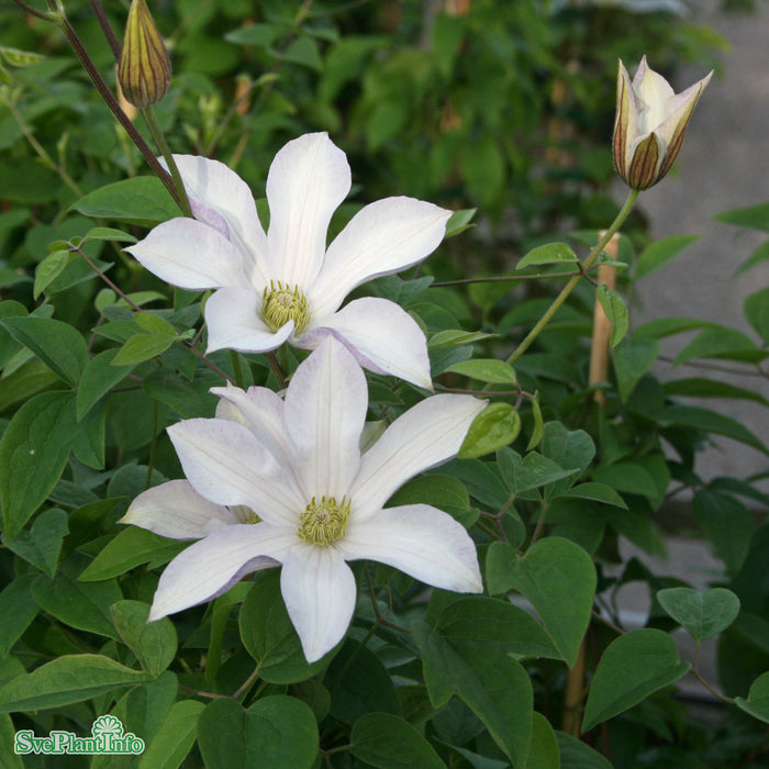 Clematis (SS) 'Huldine'