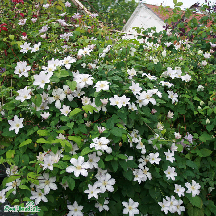 Clematis (SS) 'Huldine'