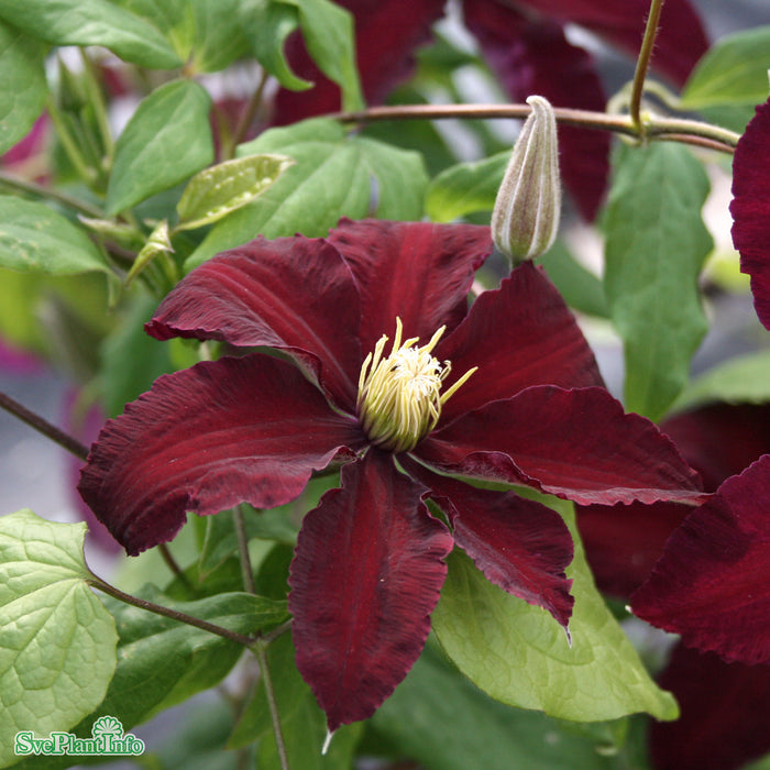 Clematis (SS) 'Niobe' A-kval C2