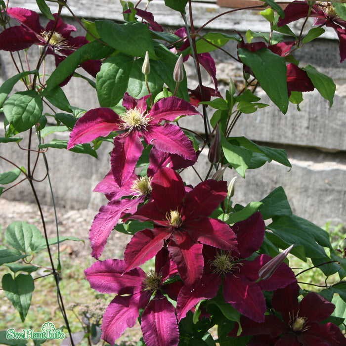 Clematis Niobe () Clematis Niobe