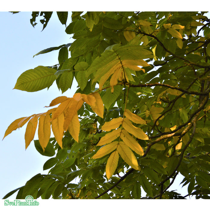 Juglans mandshurica Ungträd 125-150cm