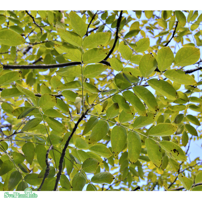 Maackia amurensis Solitär C20 125-150cm