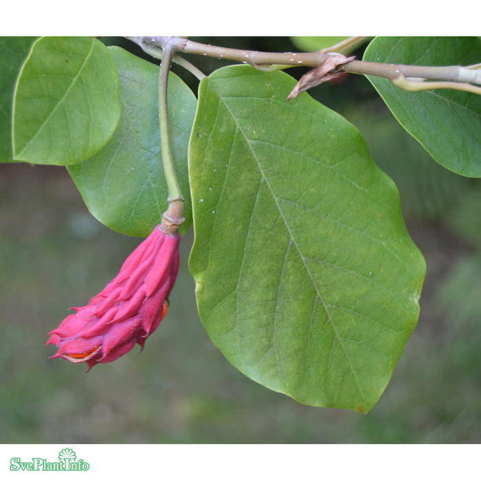 Magnolia sieboldii C4 40-60cm