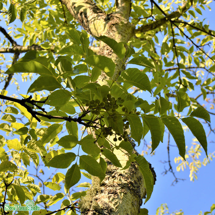 Phellodendron amurense Högstam Kl So 12-14