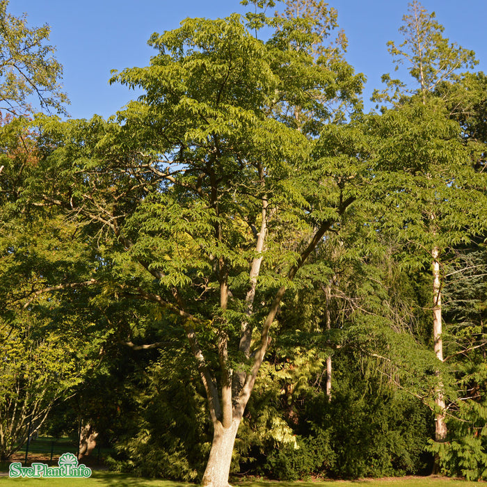 Phellodendron amurense Högstam Kl So 12-14