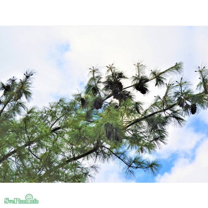 Pinus x schwerinii Solitär Kl 150-175cm