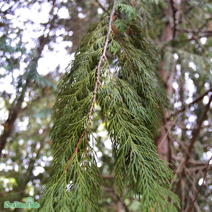 Chamaecyparis nootkatensis 'Pendula' Solitär C35 100-125cm