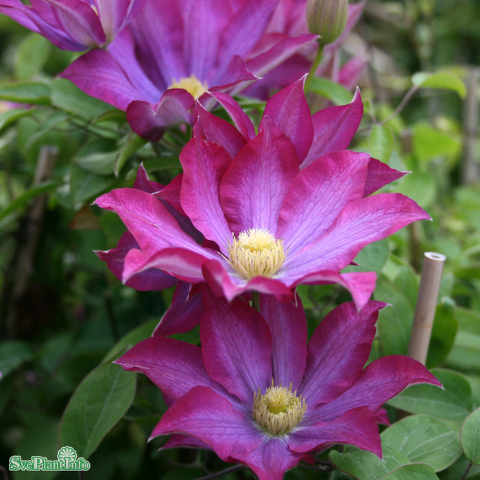 Klematis 'Pink Champagne' C2