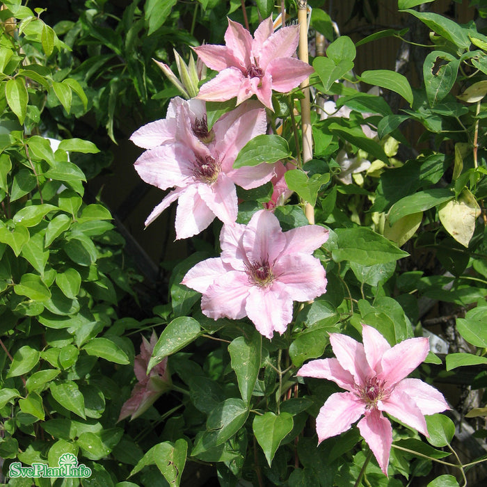 Clematis (SS) 'Pink Fantasy' A-kval C2