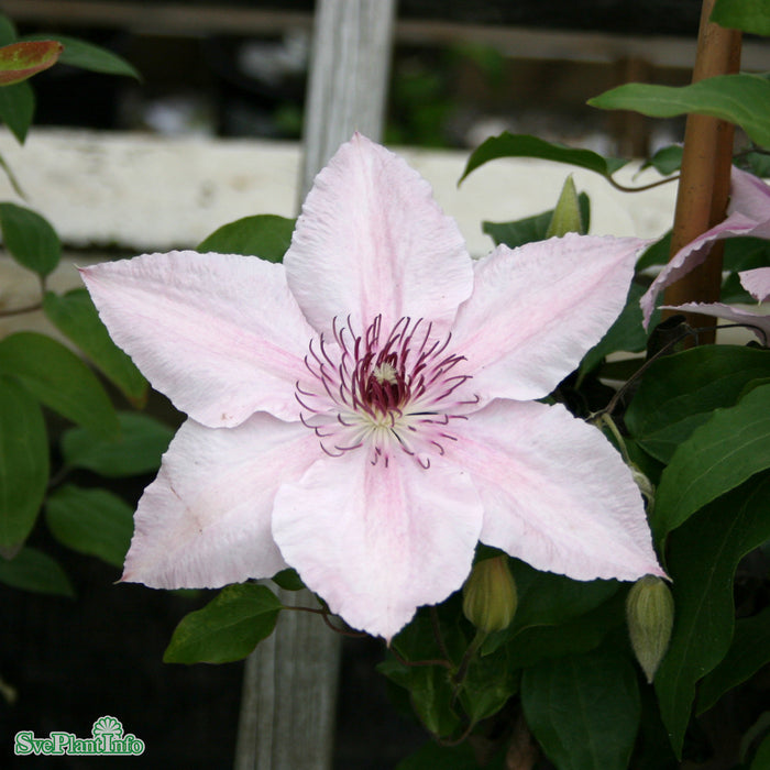 Clematis (SS) 'Pink Fantasy' A-kval C2