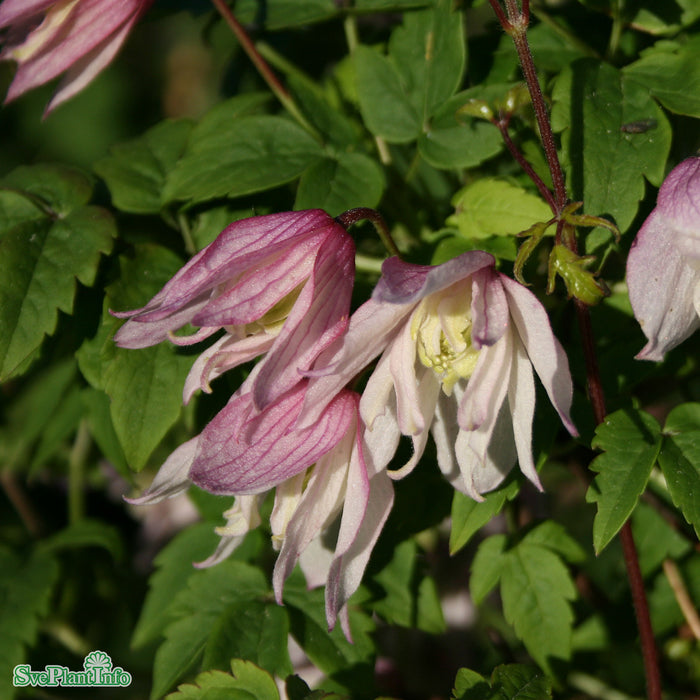 Clematis (Atr.) 'Pink Flamingo' A-kval C2